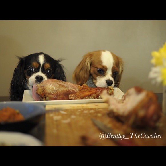 Meet your Posher, Nikky - Picture 8 of 8